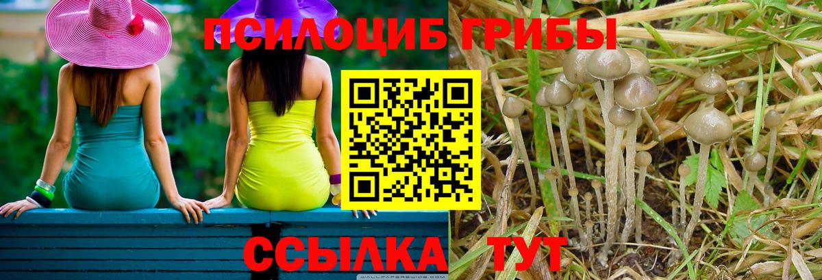 Галлюциногенные грибы GOLDEN TEACHER Мценск