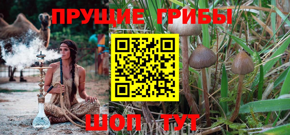 Галлюциногенные грибы Psilocybe  Вход с VPN  Мценск  Псилоцибиновые грибы мухоморы 